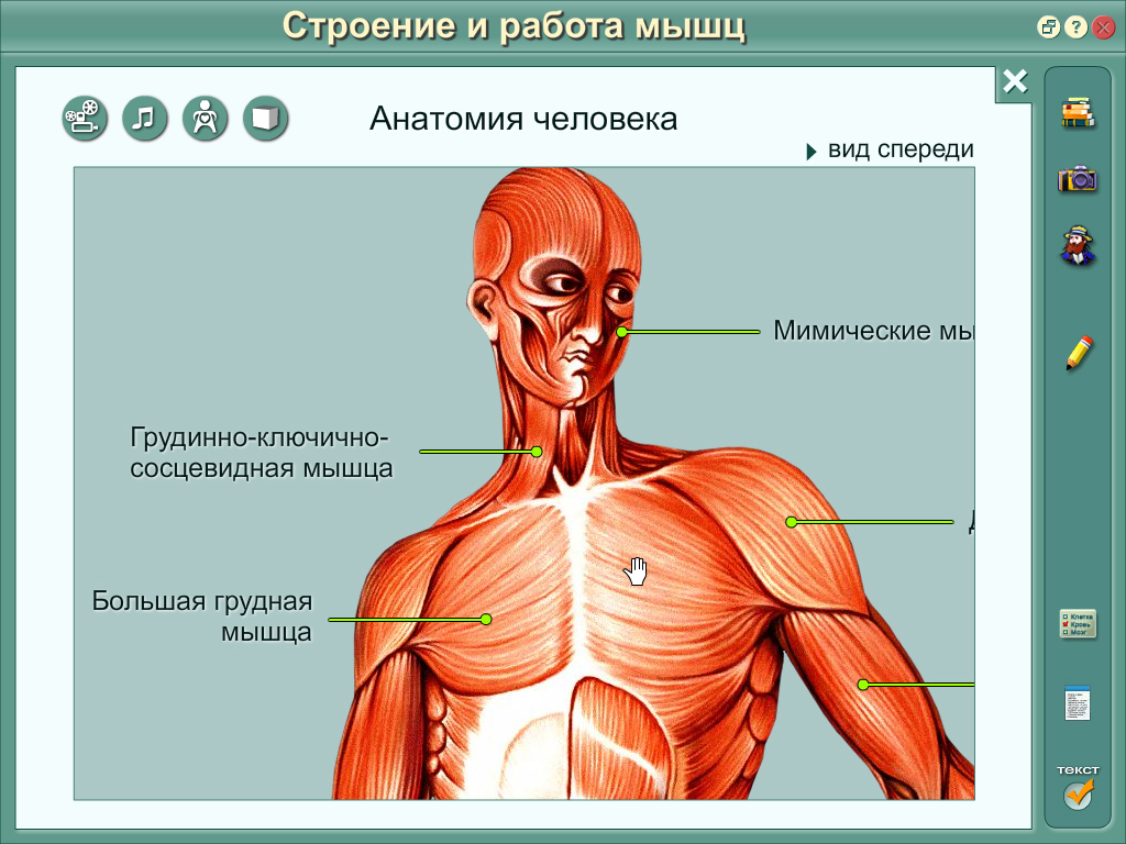 Интерактивная карта человеческого тела