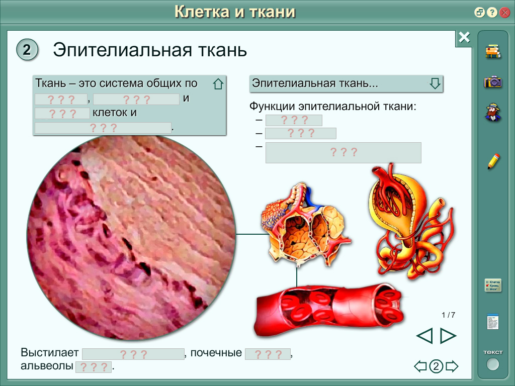 Организм изображенный на рисунке имеет